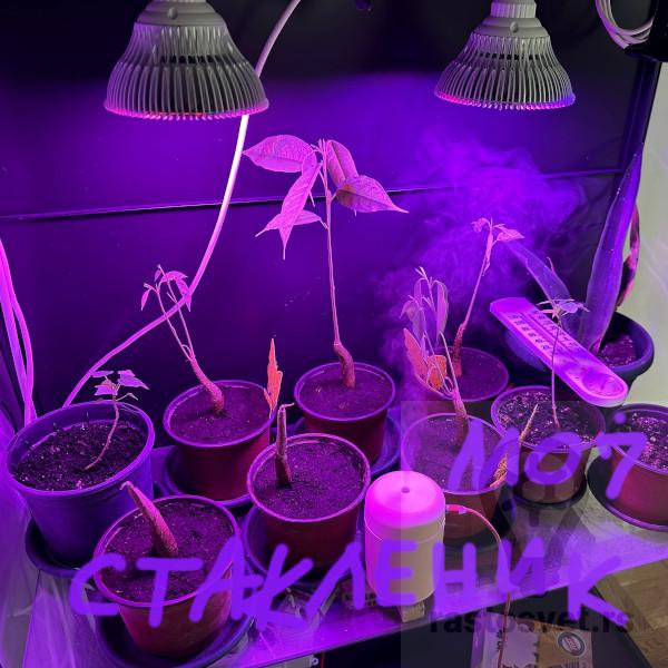 Sijalica LED za biljke 21w 150 dioda roze - Image 3