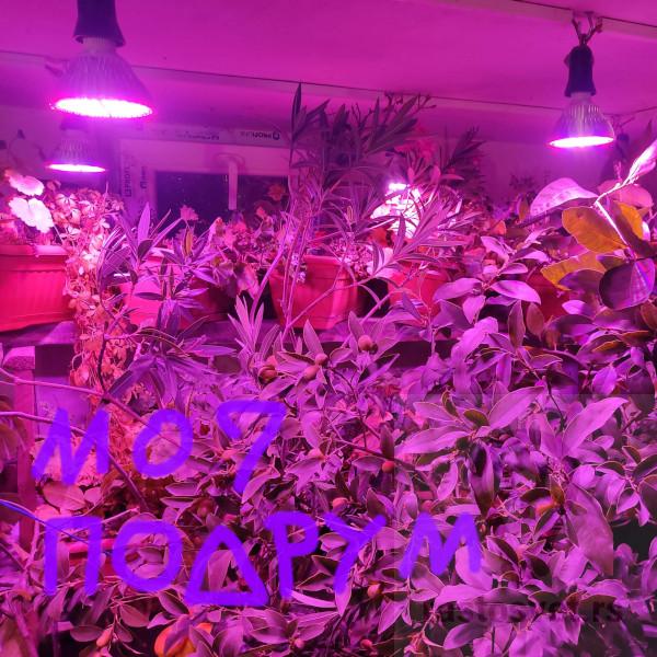Sijalica LED za biljke 21w 150 dioda roze - Image 2